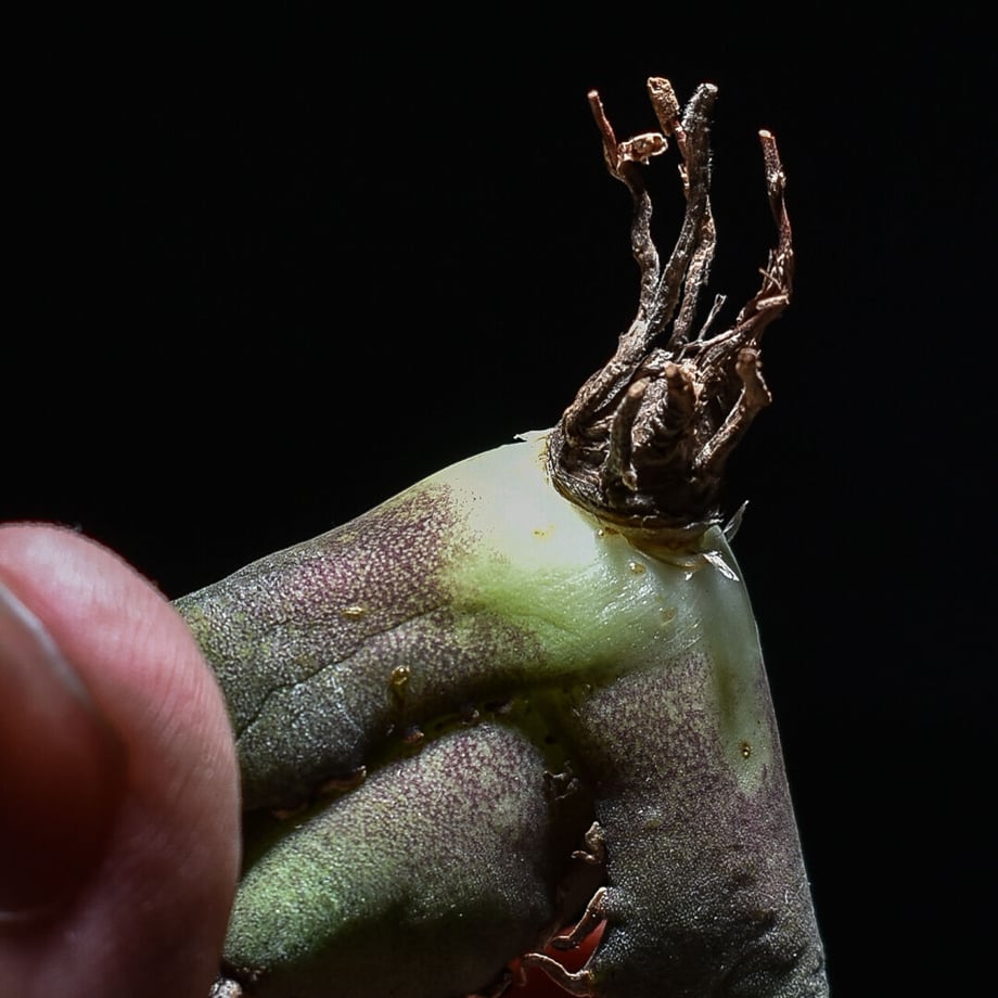 641dbfd3ccd49a2137407373