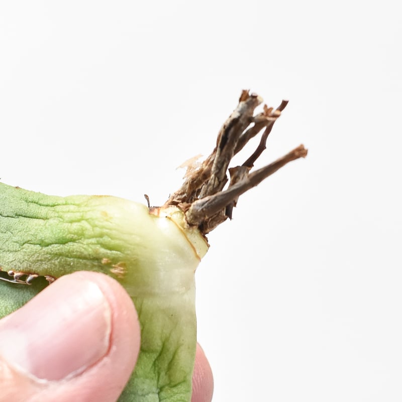 アガベ チタノタ DENNIS018 【台湾DENNIS産/抜き苗/子株】DN24028