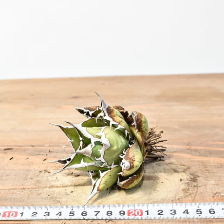アガベ チタノタ "精品赤鬼" 【台湾 dragon agave産/抜き苗/中株】B57