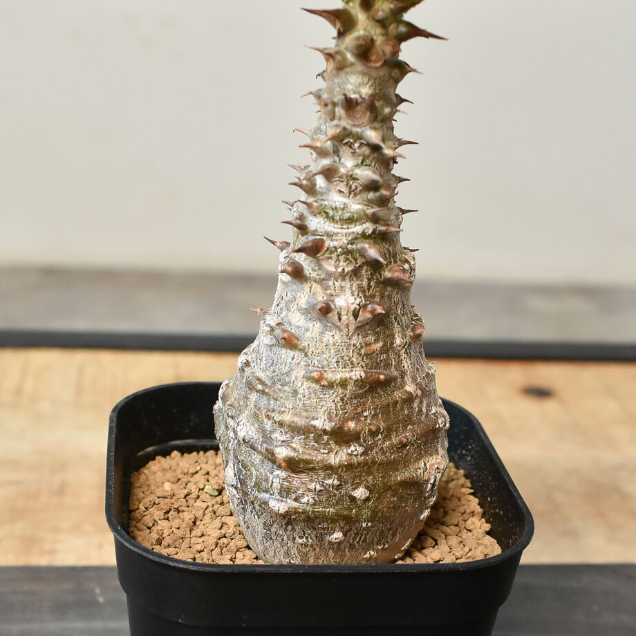 パキポディウム ウィンゾリー （実生）RF230826 | RAFLUM / ラフラム