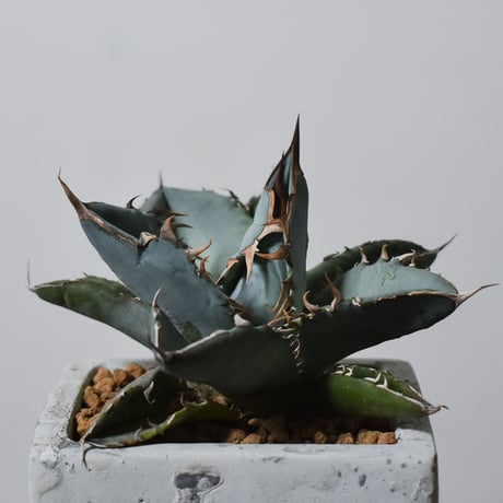 アガベ チタノタ ホワイト【白肌】RF22778