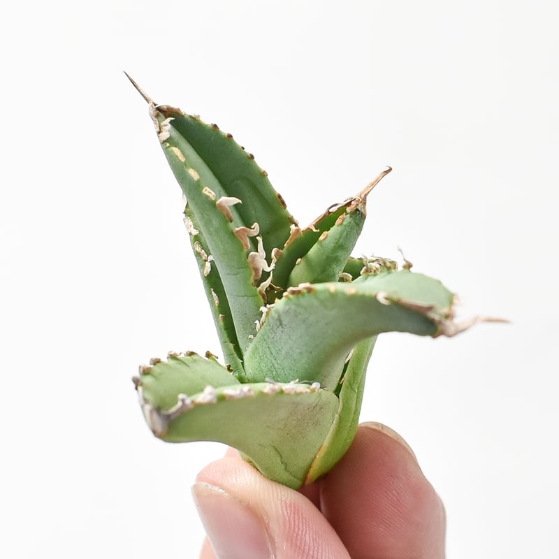 アガベ チタノタ ゴジラ 