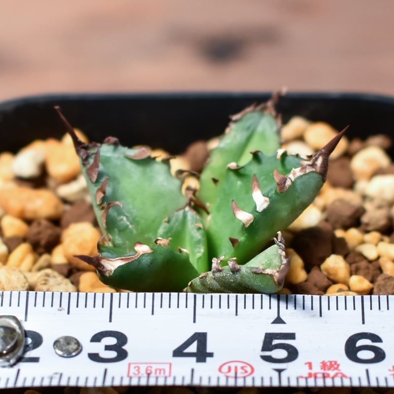 アガベ チタノタ ブラックアンドブルー 