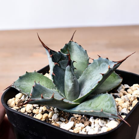 アガベ ハイブリット （パラサナ、イシスメンシス）× 曙光【台湾botanical_seeker産】E RF25011565