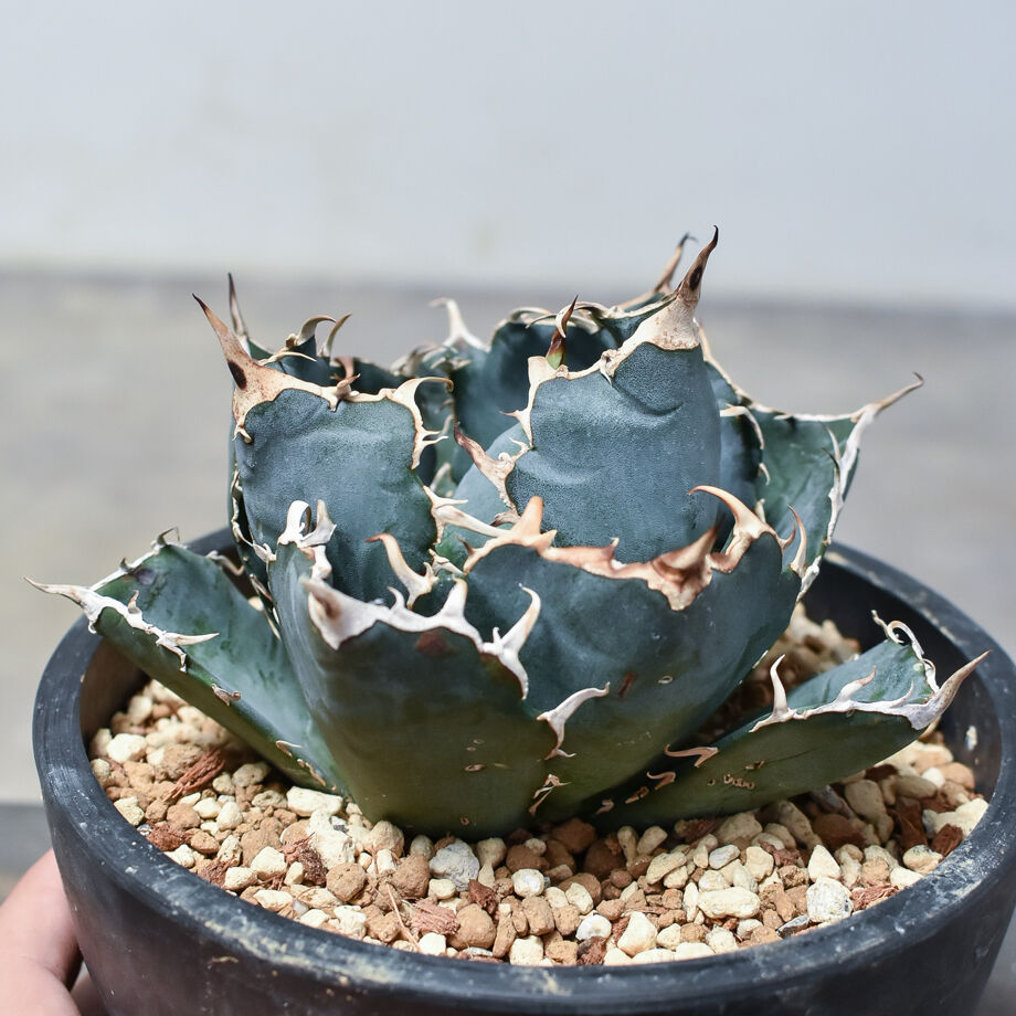 アガベ チタノタ 