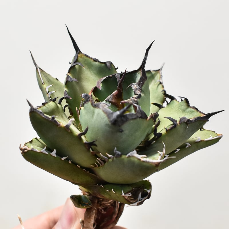 アガベ チタノタ 黒鯨 【台湾産/抜き苗】DG2400589 | RAFLUM