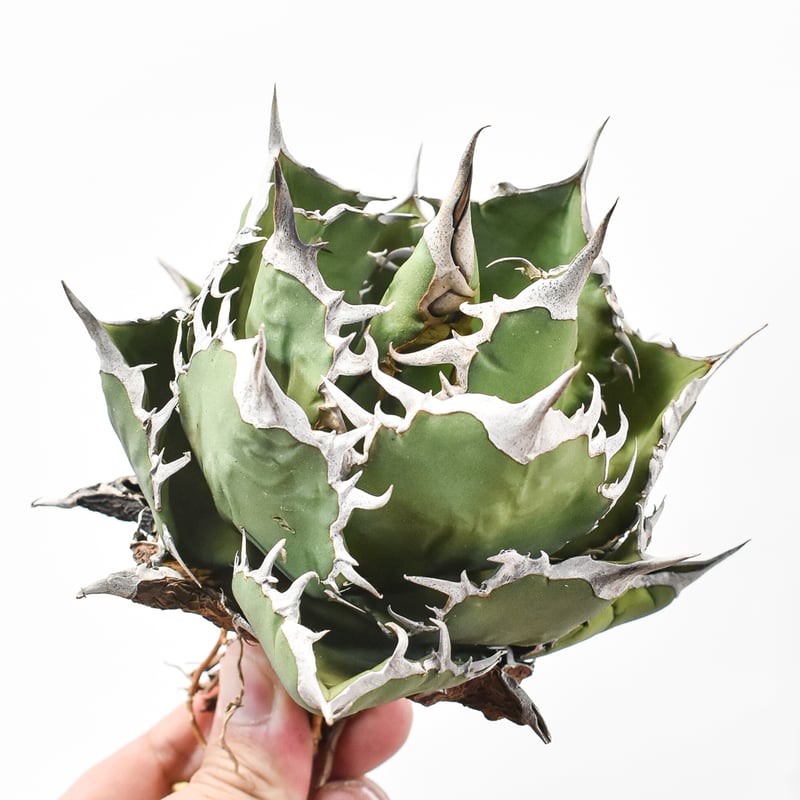 アガベ チタノタ 羽毛 大株 【公式通販】