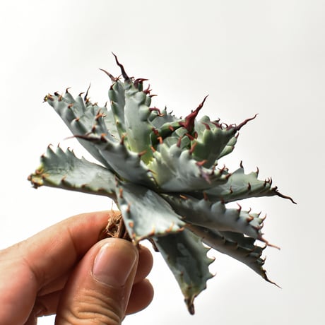 アガベ ハイブリット 特白肌怒雷神×象牙妖炎（陽炎エボリ）【台湾botanical_seeker産/選抜株】RF25011585