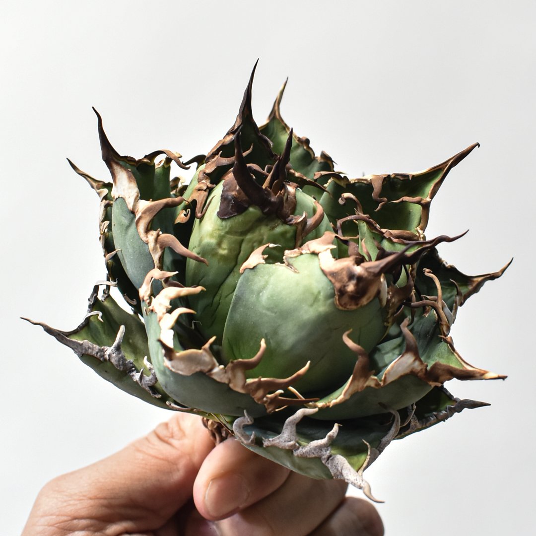 アガベ チタノタ 精品シーザー / 精品凱撒 【台湾 dragon agave産/中株