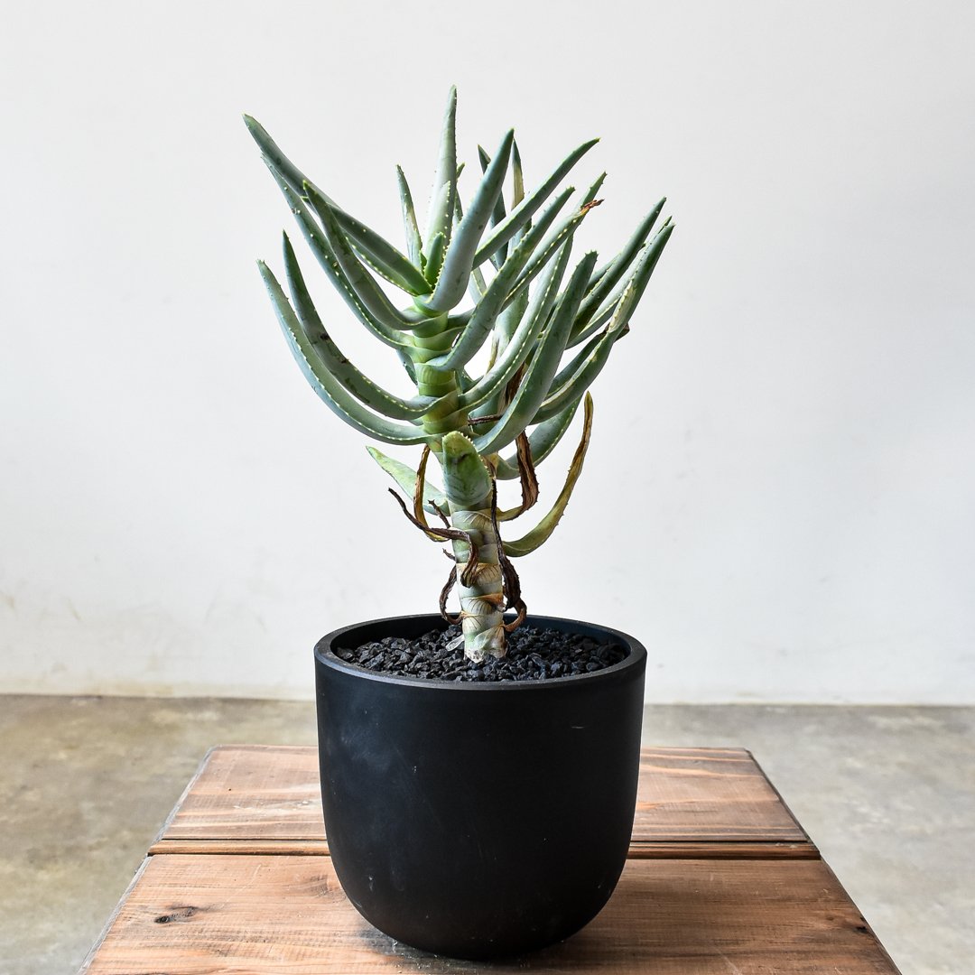 ○ アロエ ラモシシマ / Aloe ramosissima 国内実生株 fit=scale-down,w=1200