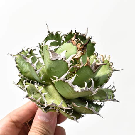 チタノタフィリグリー | STORES