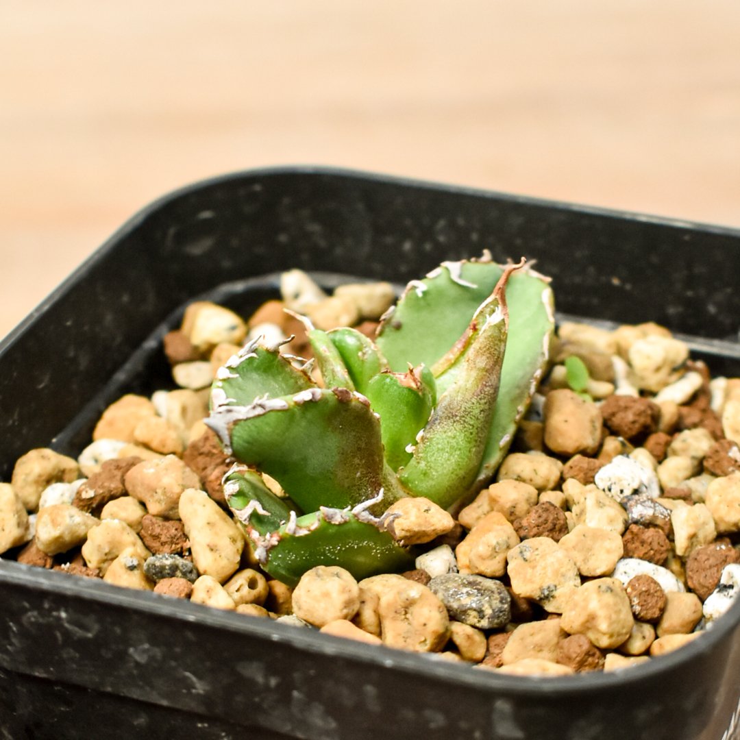 アガベ チタノタ 