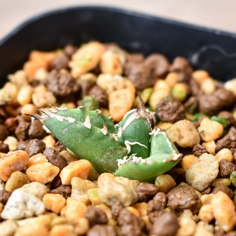 アガベ チタノタ 