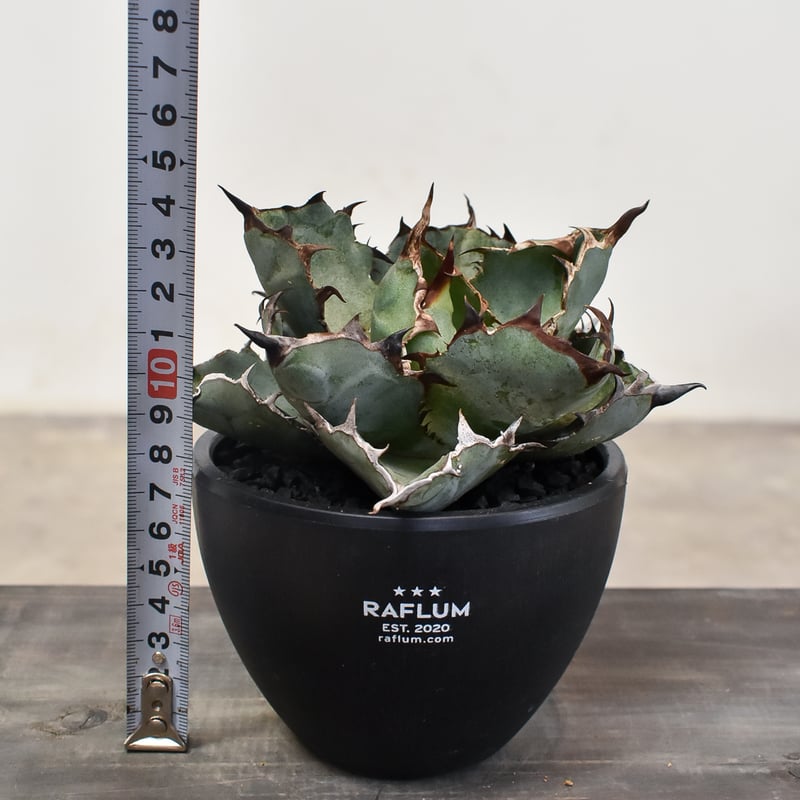 チタノタ　BB アガベ チタノタ ブラックアンドブルー Agave titanota BB 032 | Sun