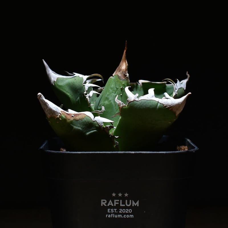 【子株】アガベ チタノタ COK アガベ チタノタ