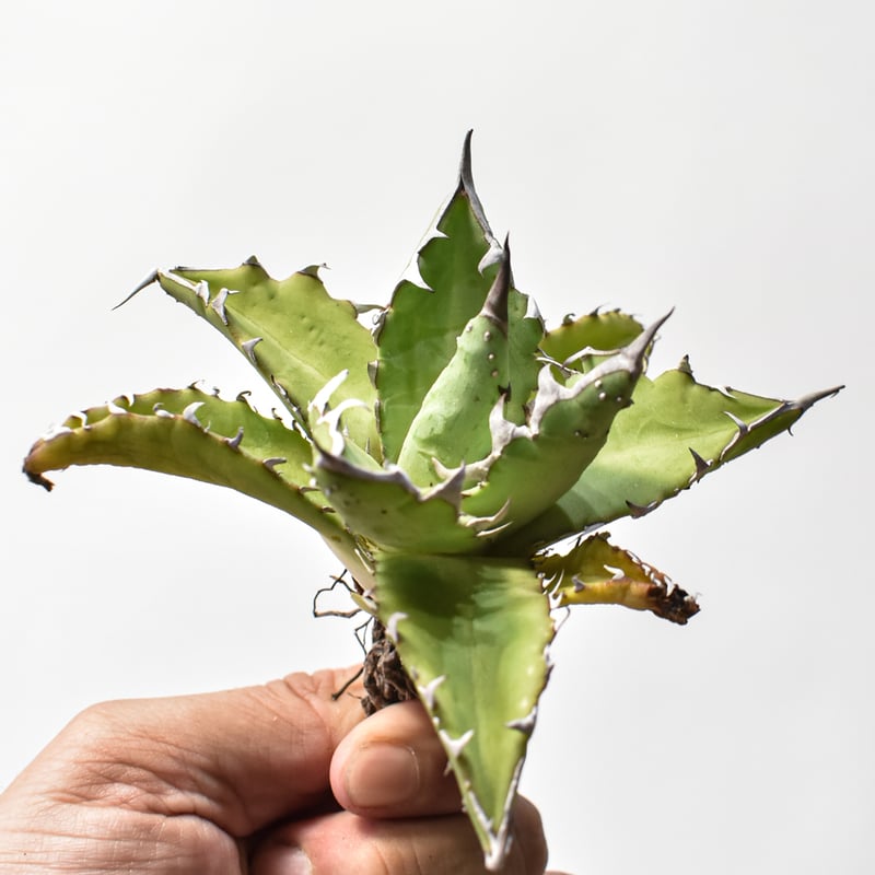 アガベ ハイブリット 