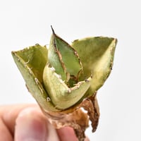 アガベ　シースター　子株 アガベ シースター（発根済み）RF22044 | RAFLUM / ラフラム｜東京