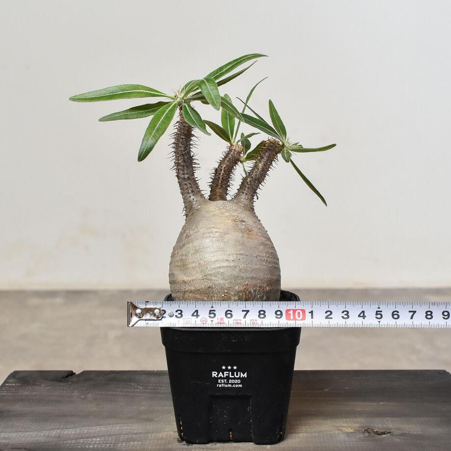 パキポディウム グラキリス (発根済み) RF230807 | RAFLUM / ラフラム｜