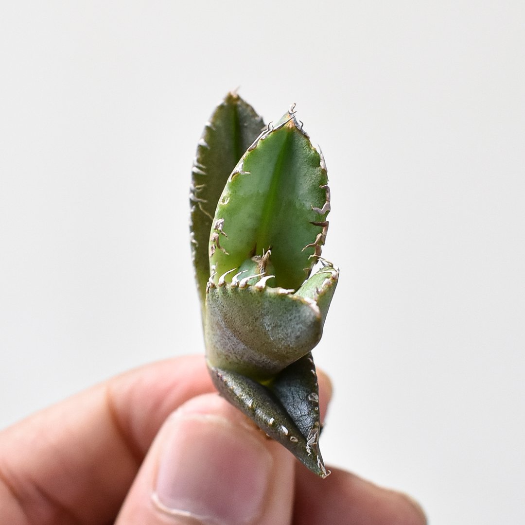 アガベ チタノタ 