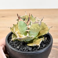 アガベ チタノタ フクロウ / 猫頭鷹 , アザラシ / 海豹【台湾 dragon agave産/発根済み/中株】DGC2408337