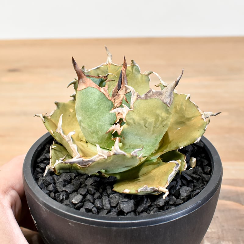 アガベ チタノタ フクロウ 梟　鉢ごと アガベ チタノタ フクロウ 梟 鉢ごと アガベ・チタノタ フクロウ/海豹