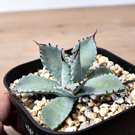 アガベ ハイブリット 曙光 ×（パラサナ、イシスメンシス）【台湾botanical_seeker産】G RF25011578