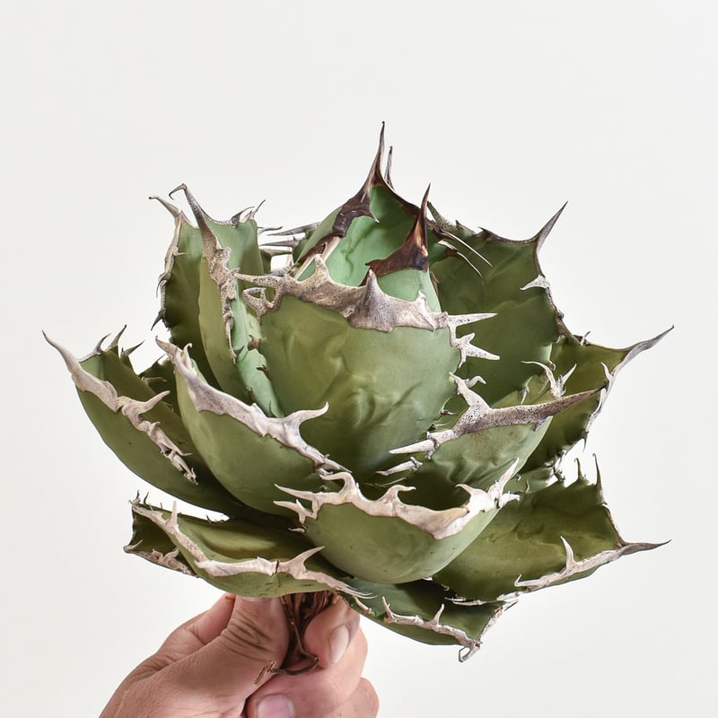 アガベ チタノタ 