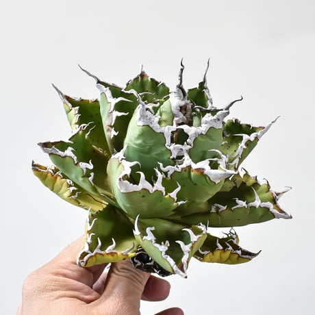 ソーラーエクリプス | STORES