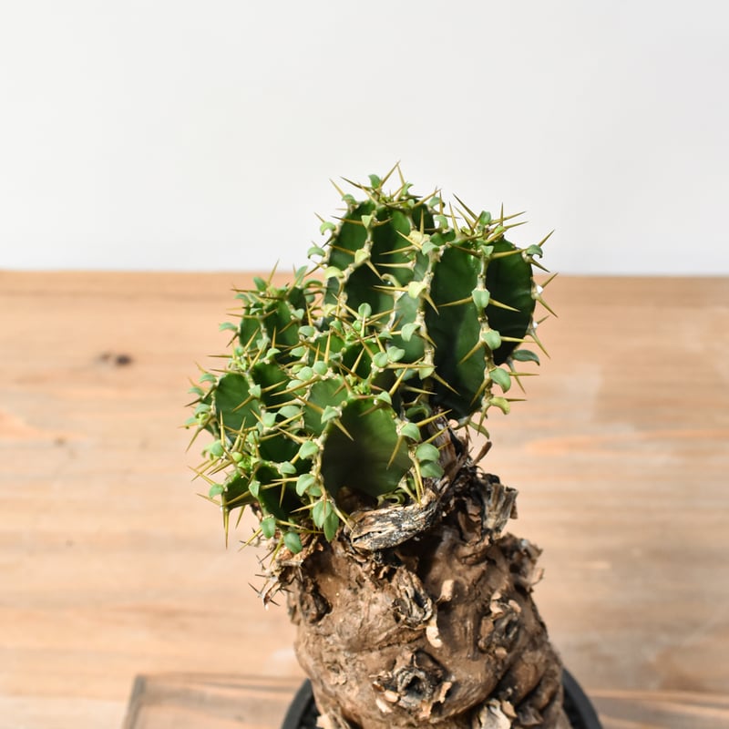 ユーフォルビア ムランジーナ RFHK25011500 | RAFLUM / ラフラム｜東京