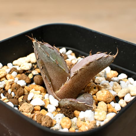 【RAFLUM育成株 5個セット】アガベ Mexico oteroi seeding / オテロイ実生 メキシコ産  【RAFLUM産/実生/子株】D3