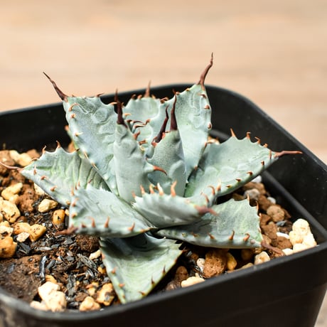 アガベ ハイブリット 日系イシスメンシス×象牙妖炎（陽炎エボリ）【台湾botanical_seeker産】RF25011390