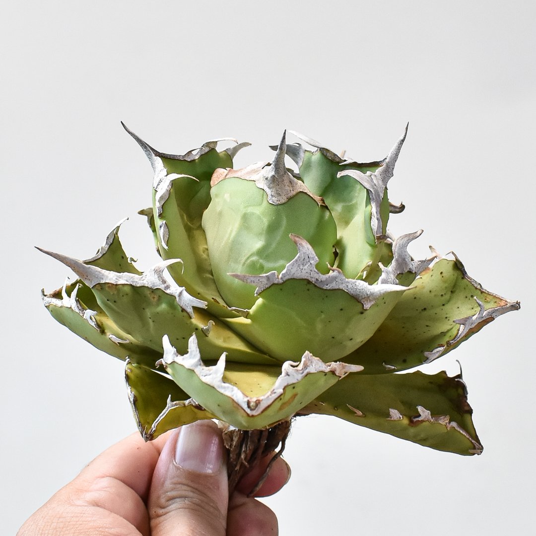 アガベチタノタDragon Agave クラブ　螃蟹 アガベ チタノタ クラブ 