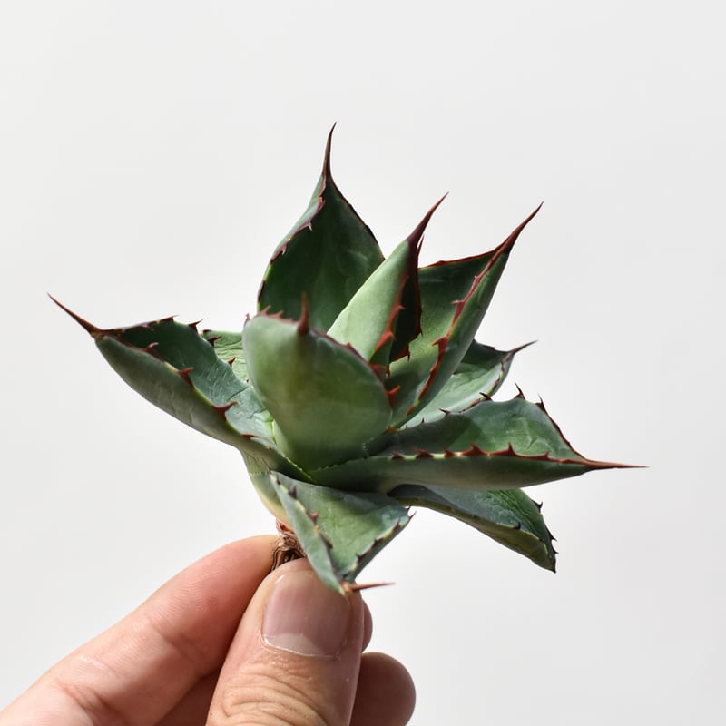 パラサナ×マルガリータ ハイブリット パラサナ×マルガリータ ハイブリット