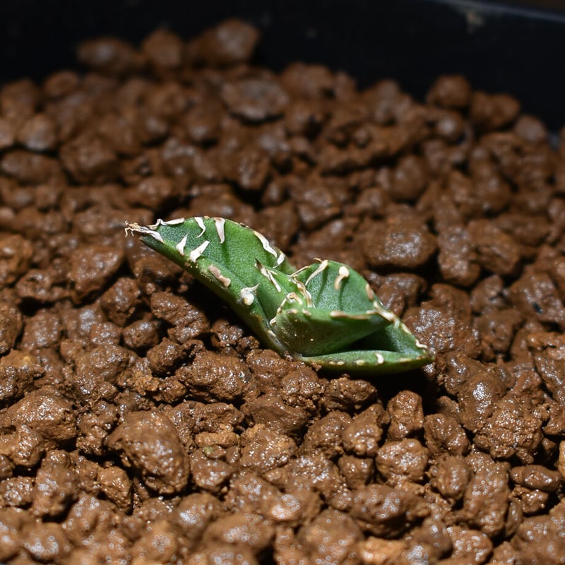 アガベ チタノタ 