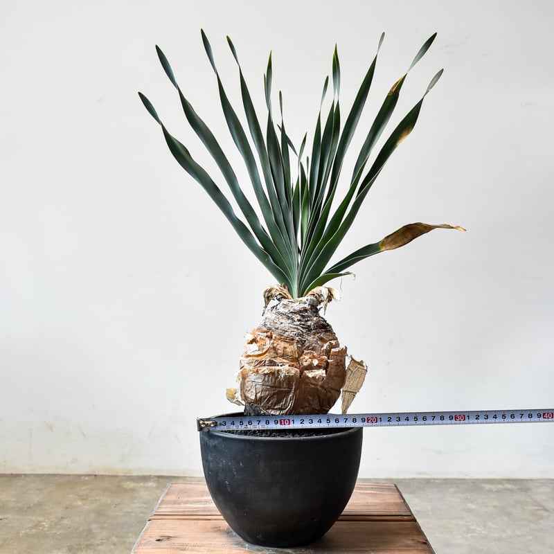 ブーファン ディスティチャ 【発根済み】HK2401935(T) | RAFLUM