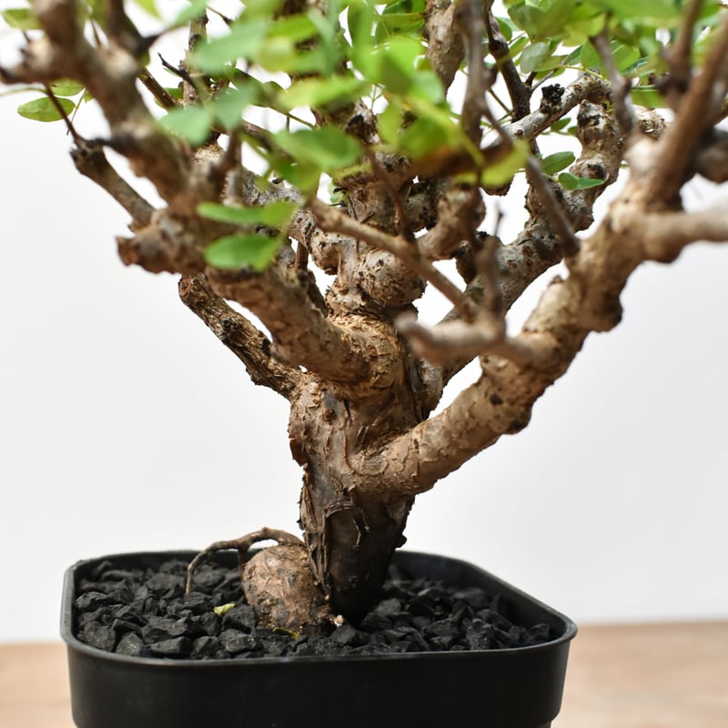 センナ メリディオナリス RFHK25011488 | RAFLUM / ラフラム｜東京、