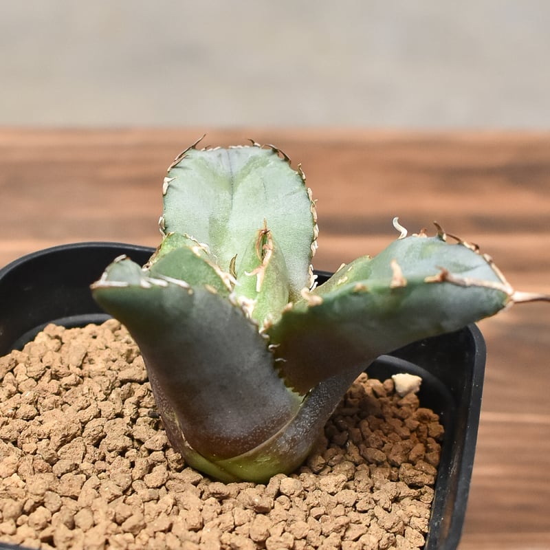 アガベ チタノタ ホワイトファイヤー  