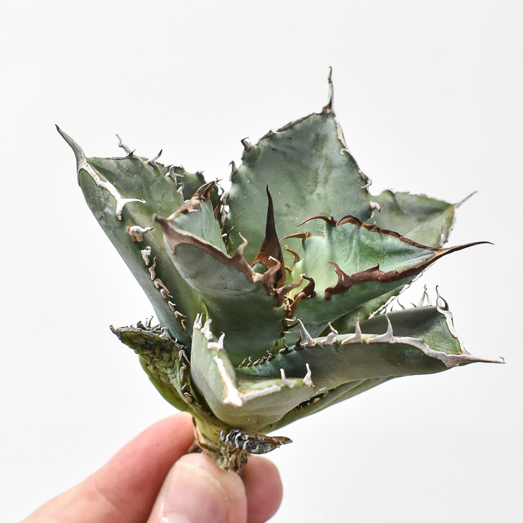 アガベ チタノタ 