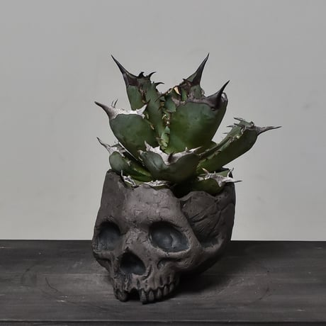 Matasuke Tatsumi（TEATOYA'S GALLERY）【Skull pot Black】type B