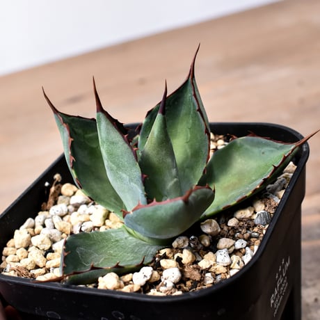 アガベ ハイブリット （パラサナ、イシスメンシス）× 曙光【台湾botanical_seeker産】H RF25011568
