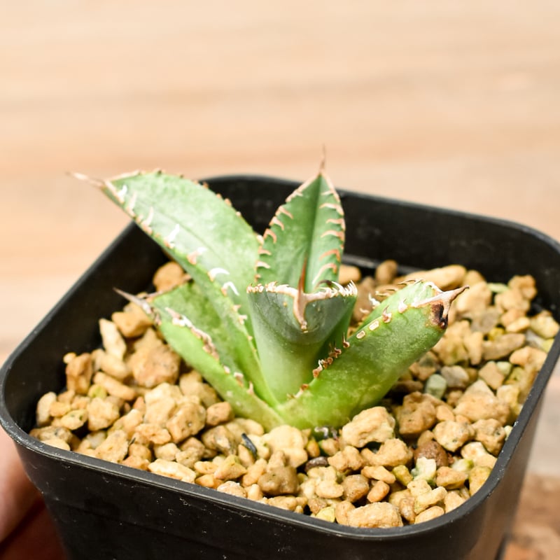 アガベ チタノタ アガベ チタノタ