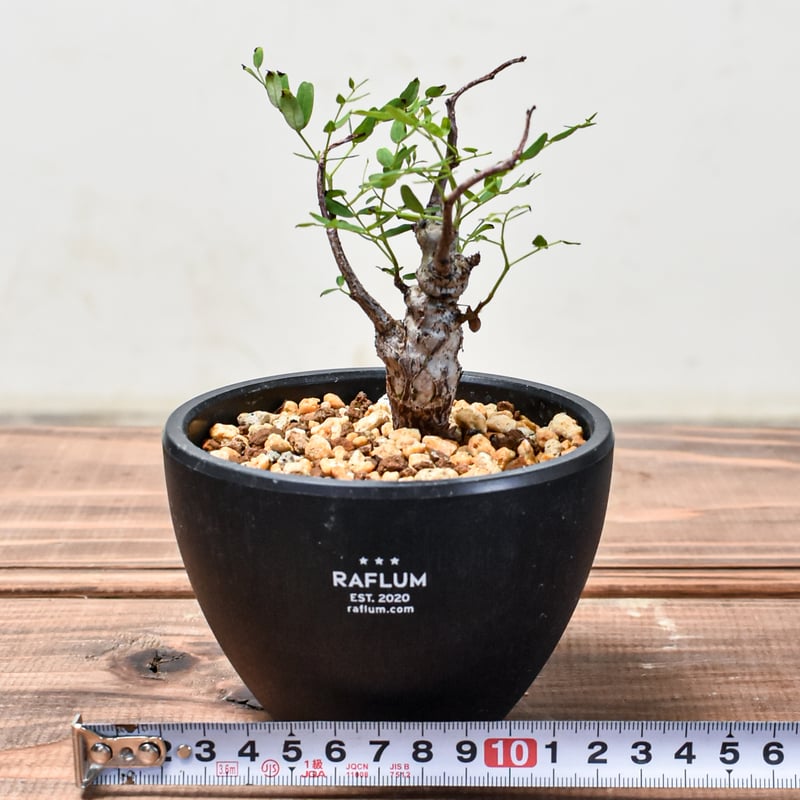 センナメリディオナリス 現地球 発根済み ※定着二年目株 目覚め 【公式