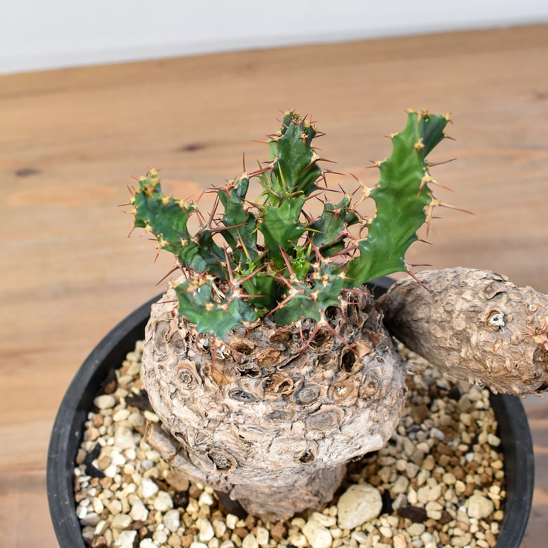 ユーフォルビア クラビゲラ 