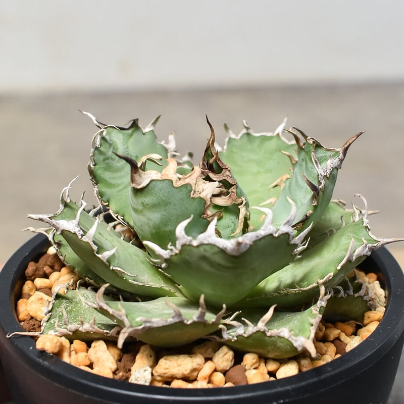 アガベ チタノタ フィリグリー