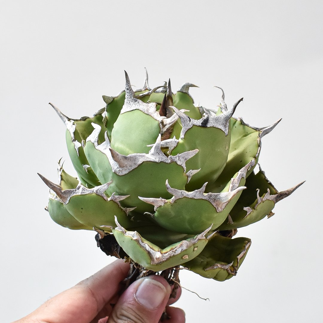 アガベ チタノタ フクロウ / 猫頭鷹 , アザラシ / 海豹【台湾 dragon