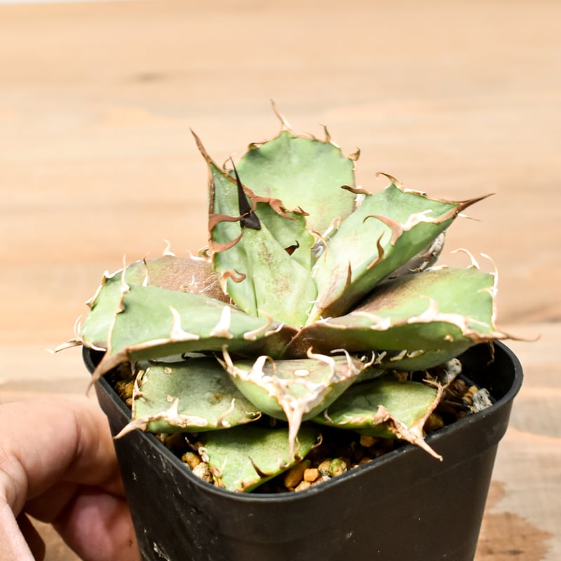 アガベ チタノタ シーザー 