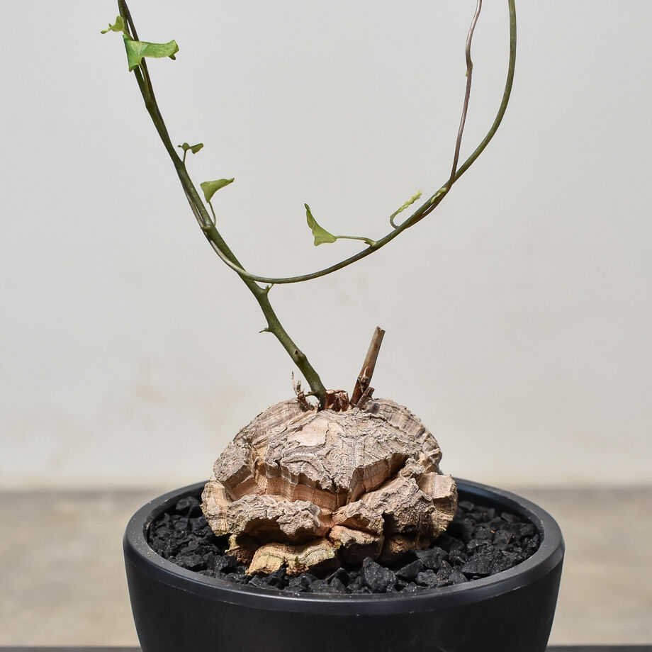 巨大　亀甲竜　ディスコレア　エレファンティペス　発根済み　現地球　カチカチ 巨大 亀甲竜 ディスコレア エレファンティペス 発根済み 現地球