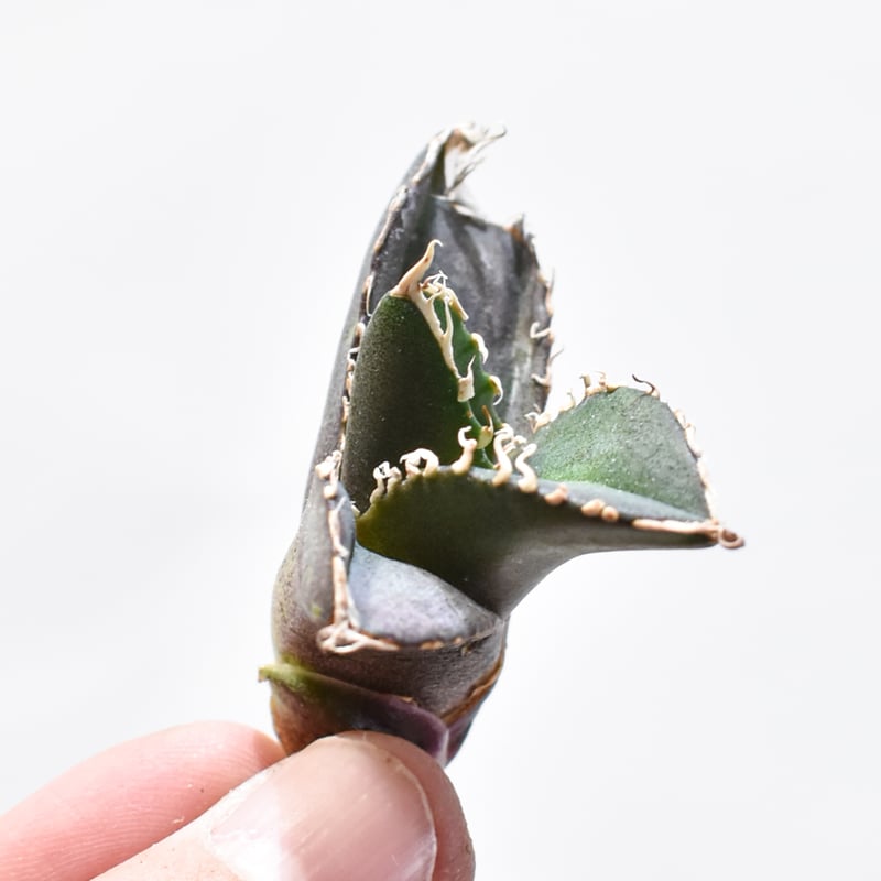 レア品種】アガベ チタノタ 