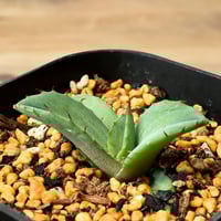 アガベ ホリダ（抜き苗）【早い者勝ち！輸入したばかりのスペシャル株