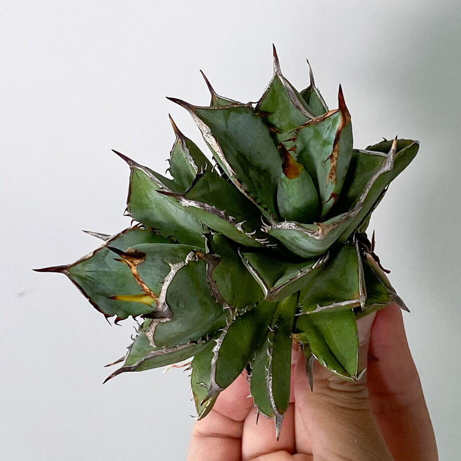 ダブルヘッド】アガベ チタノタ タワーオブバベル (抜き苗販売